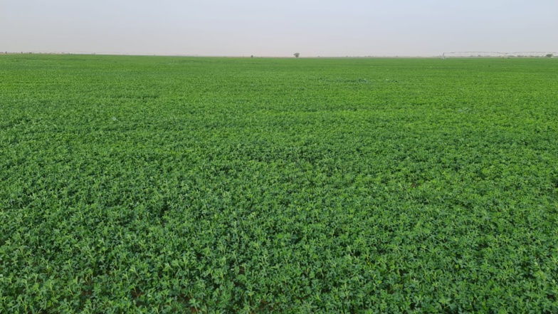 African Agriculture Inc. : Entre Ronkh et Ngnith, de belles perspectives pour la Luzerne African Agriculture Inc. : Entre Ronkh et Ngnith, de belles perspectives pour la Luzerne