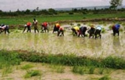 Riziculture : de nouvelles techniques culturales expérimentées dans la Vallée Riziculture : de nouvelles techniques culturales expérimentées dans la Vallée