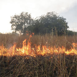 Linguère : un feu de brousse en cours dans la zone du ranch de Doly (témoins)