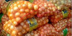 Gel des importations d'oignons : les producteurs de Matam félicitent le gouvernement.