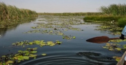 Saint-Louis - Réserve naturelle de Tocc Tocc : Un paradis de lamantins menacé par la pollution chimique