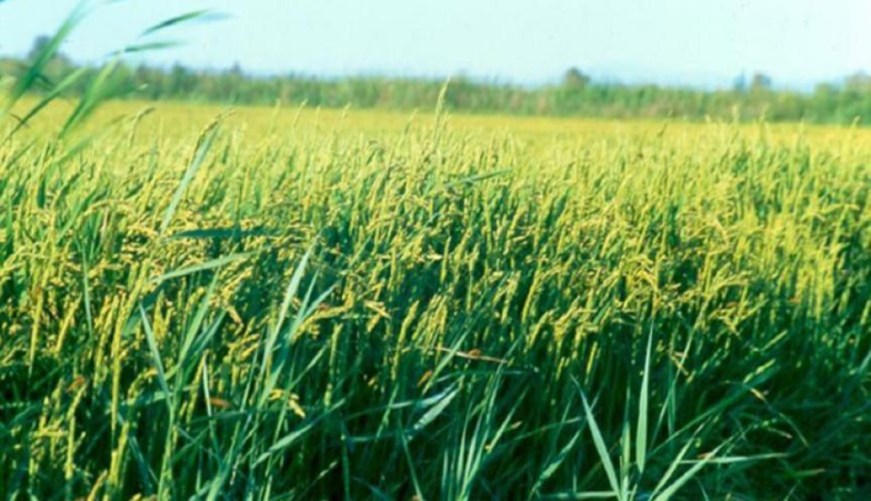 RIZ/FINANCEMENT DE LA CAMPAGNE DE CONTRE-SAISON CHAUDE : Lba débloque plus de 7 milliards de Fcfa pour accompagner les producteurs de la vallée