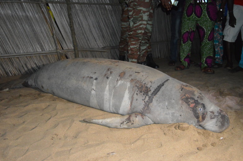 Terrible menace d’extinction des lamantins d’Afrique de l’ouest Terrible menace d’extinction des lamantins d’Afrique de l’ouest