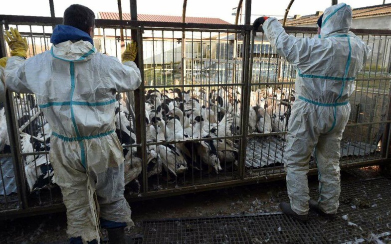 Grippe aviaire: 16 millions de volailles abattues en France mais l'épizootie décroît Grippe aviaire: 16 millions de volailles abattues en France mais l'épizootie décroît