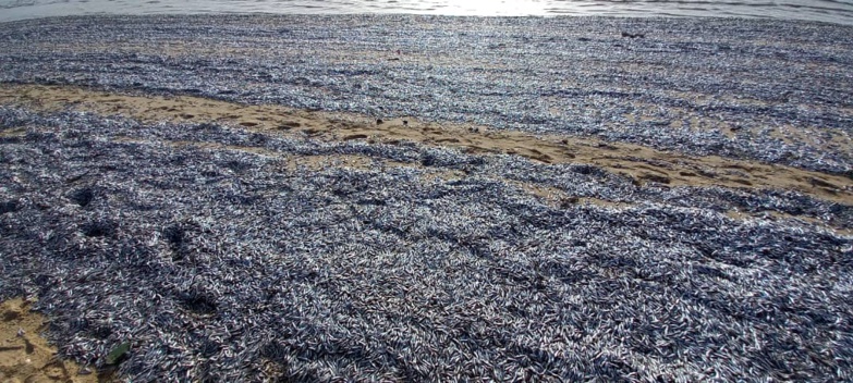 Phénomène étrange : des tapis de poissons morts sur la plage du Gandiolais – photos