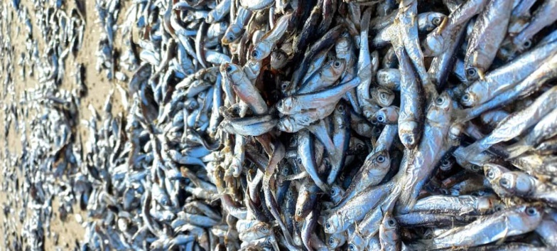 Phénomène étrange : des tapis de poissons morts sur la plage du Gandiolais – photos