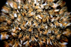 Saint-Louis : des abeilles sèment la panique à Rao.
