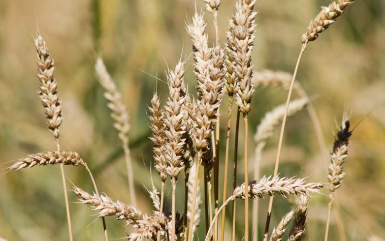 Un projet de productivité agricole veut réaliser un catalogue de variétés agricoles pour la sous-région