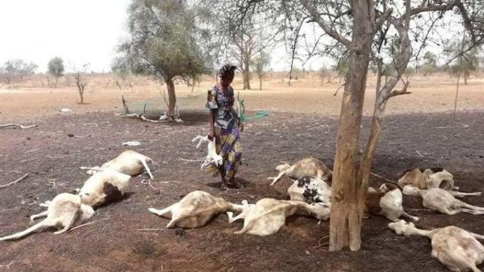 1380 petits ruminants décimés au Ranch de Dolly 1380 petits ruminants décimés au Ranch de Dolly