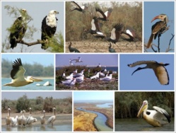 Promenade jubilatoire dans le Djoudj, véritable « Disneyland » sénégalais (par Eric Joly)