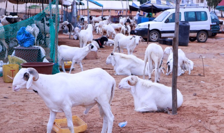 Tabaski de tous les dangers: Macky Sall ordonne un approvisionnement correct en moutons, à des prix accessibles Tabaski de tous les dangers: Macky Sall ordonne un approvisionnement correct en moutons, à des prix accessibles