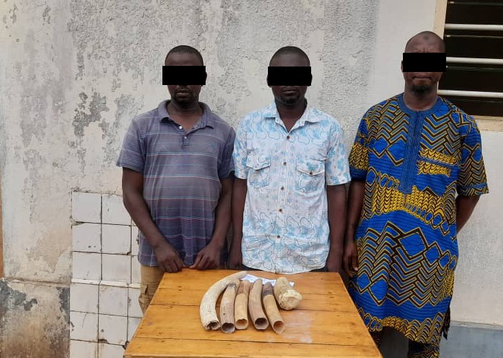 Trafic d’espèces protégées : trois trafiquants d’ivoire condamnés à six mois de prison Trafic d’espèces protégées : trois trafiquants d’ivoire condamnés à six mois de prison