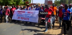 Saint-Louis – La filière tomate en difficultés : les producteurs de Dagana dans tous leurs états.
