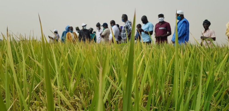CAMPAGNE RIZICOLE SAISON CHAUDE : Début timide des récoltes à Podor CAMPAGNE RIZICOLE SAISON CHAUDE : Début timide des récoltes à Podor