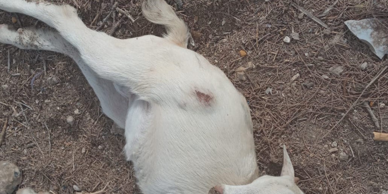 Hydrobase : des chiens errants attaquent et tuent une… Hydrobase : des chiens errants attaquent et tuent une…