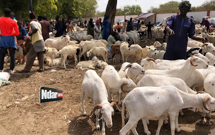 CHERTÉ DU MOUTON AU FOIRAIL DE DAROU : Un véritable casse-tête pour les chefs de famille.