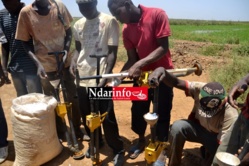 RIZICULTURE: les paysans louent les bienfaits de la technique PPU sur les rendements. RIZICULTURE: les paysans louent les bienfaits de la technique PPU sur les rendements.