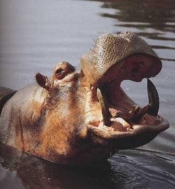 Vélingara : un pécheur tué par un hippopotame Vélingara : un pécheur tué par un hippopotame