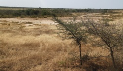 Parcelles impactées par la ZAC de Saint-Louis : le comité d’action exige la restitution des parcelles de Ngalléle (communiqué) Parcelles impactées par la ZAC de Saint-Louis : le comité d’action exige la restitution des parcelles de Ngalléle (communiqué)