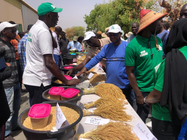 "Le Sénégal peut s’autosuffir en riz et devenir un pays exportateur", selon le DG de l'ISRA
