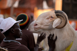 Tabaski 2014 : Aminata Mbengue Ndiaye table sur 720.000 moutons