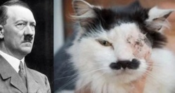 Un chat torturé parce qu’il ressemblait à Hitler Un chat torturé parce qu’il ressemblait à Hitler