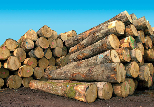 Kédougou : 356 troncs d’arbres saisis