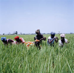 Gestion integrée de la riziculture dans la vallée : 24 variétés de riz créées par AfricaRice