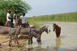 SAINT-LOUIS - Commune de Ronkh : l'éducation, la priorité du nouveau maire SAINT-LOUIS - Commune de Ronkh : l'éducation, la priorité du nouveau maire