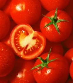 FW13, la tomate qui ne pourrira jamais