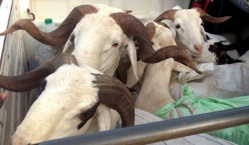 Opérations Tabaski 2014 à Saint-Louis: Un financement de 100 millions de FCfa prévu pour la région Nord Opérations Tabaski 2014 à Saint-Louis: Un financement de 100 millions de FCfa prévu pour la région Nord