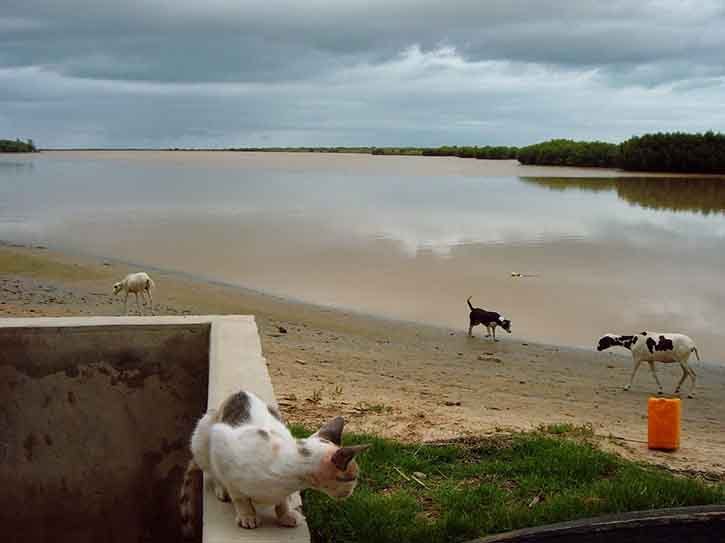 Au 2008 07 30, la mousson avait déjà donné près de 90 mm de pluie sur le bas-delta ndar ndar ! / Depuis le belvédère de Keur Lampsar (15h30), mon ancien pied-à-terre bangotin / Photo par Frédéric Bacuez