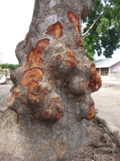 SENEGAL-ENVIRONNEMENT: le caïlcédrat, un arbre à usage multiple