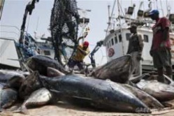 La pêche industrielle illégale a fait perdre au Sénégal 145 milliards FCFA
