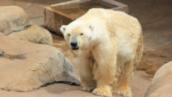 Le dernier ours blanc d'Afrique meurt au zoo de Johannesburg Le dernier ours blanc d'Afrique meurt au zoo de Johannesburg
