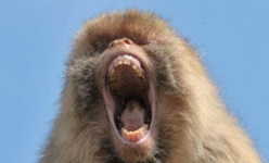 Saint-Louis : un singe mordeur sème la panique à Pikine. Saint-Louis : un singe mordeur sème la panique à Pikine.