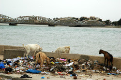 Saint-Louis: le fleuve, une poubelle.