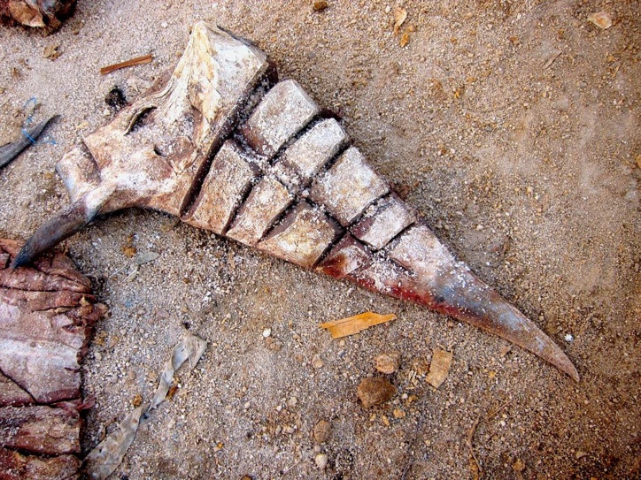Tortues et requins: à Ndar le commerce d'espèces en voie de disparition perdure...