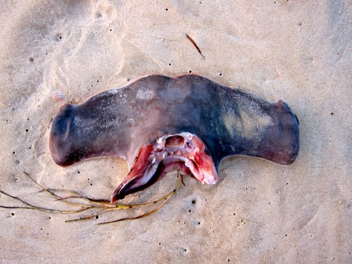 Tortues et requins: à Ndar le commerce d'espèces en voie de disparition perdure...