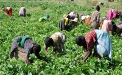 L'UNCAS annonce 1.000 coopératives agricoles intégrées-bio