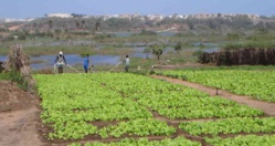 AGRICULTURE:  3000 hectares affectés au PRODAC à Agnam Civol