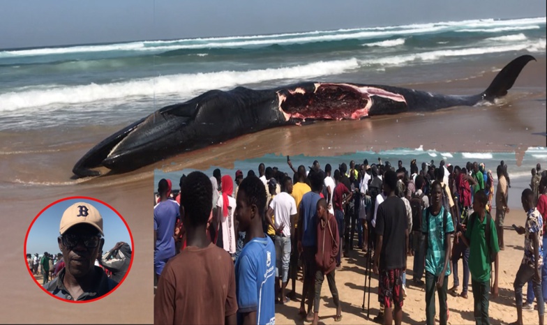 Plage de Diamalaye : Une baleine échouée sert de repas aux riverains Plage de Diamalaye : Une baleine échouée sert de repas aux riverains