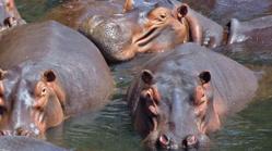 Saint- Louis : Trois hippopotames créent la panique à Médina Darou. Une pirogue renversée hier.