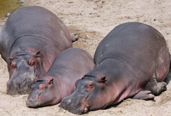 Saint-Louis - trois hippopotames à Médina Darou : la traque a démarré.