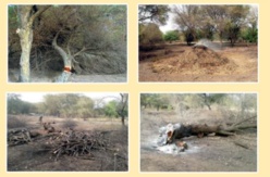 Le comité de défense de la faune et de la faune de Podor interpelle les autorités. Le comité de défense de la faune et de la faune de Podor interpelle les autorités.