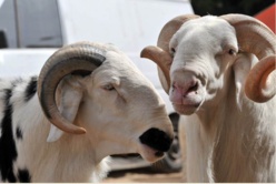 188.000 moutons entrés par le poste de Kidira depuis le 10 août (inspecteur)