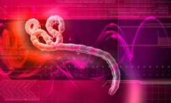 Le chlorure de magnésium peut stopper les effets du virus Ebola !