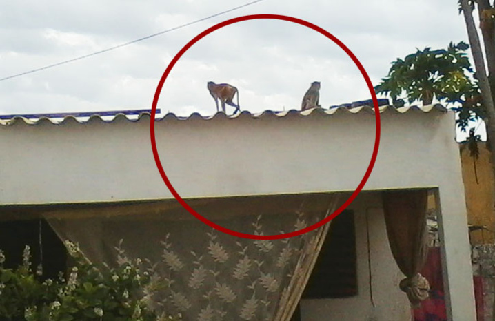 Deux singes photographiés sur le toit d'une maison à Pikine Bas Sénégal Deux singes photographiés sur le toit d'une maison à Pikine Bas Sénégal