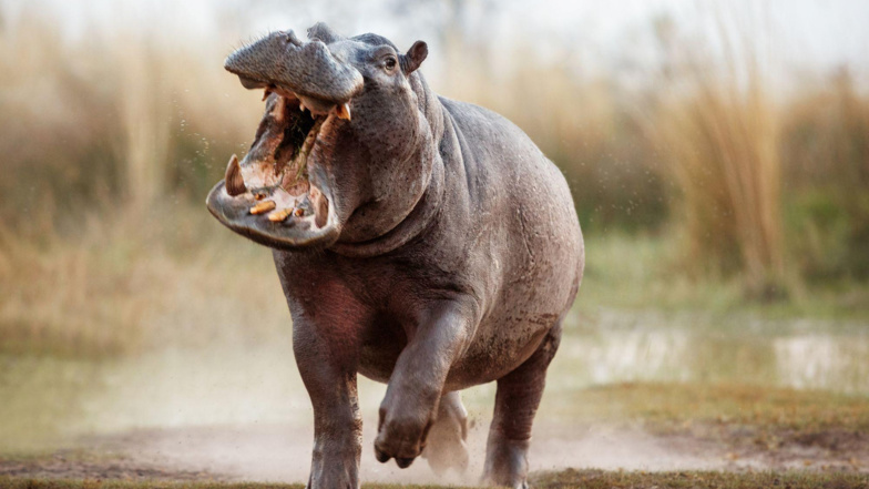 Pour avoir blessé un vieillard, un hippopotame a été abattu à Thilogne