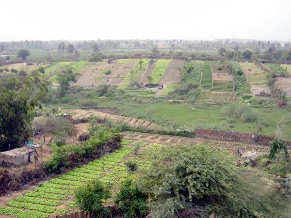 Zone des Niayes : la peur des effets de l’activité extractive sur l’agriculture et la pêche Zone des Niayes : la peur des effets de l’activité extractive sur l’agriculture et la pêche